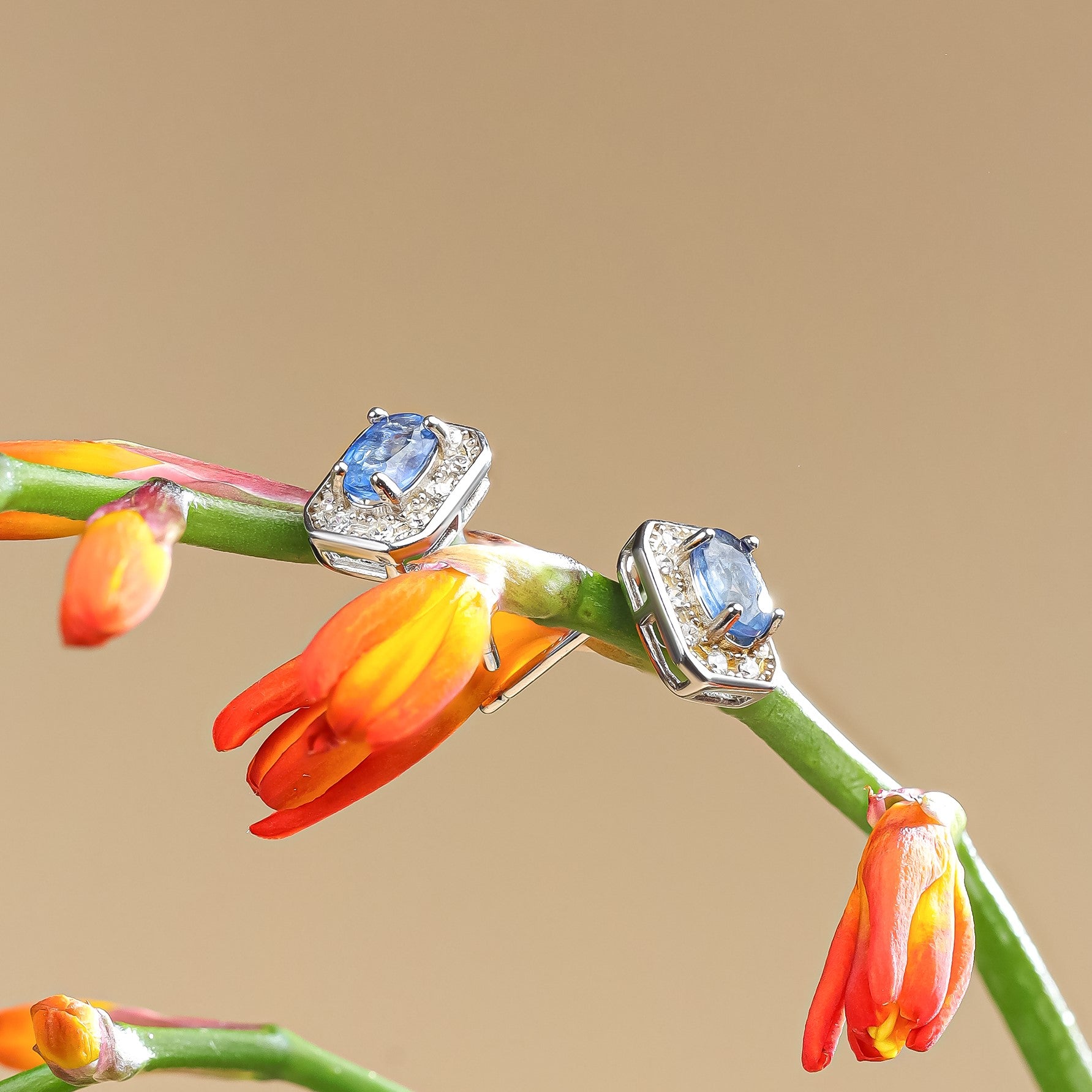 Sapphire Earrings 555405